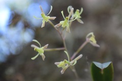 Epidendrum conopseum