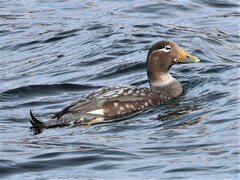 Tachyeres patachonicus