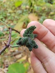 Phylloplecta tripunctata