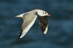 Chroicocephalus ridibundus