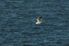 Chroicocephalus ridibundus