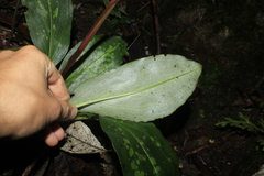 Stenorrhynchos albidomaculatum