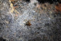 Loxosceles yucatana