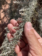 Artemisia filifolia