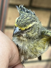 Crithagra flaviventris