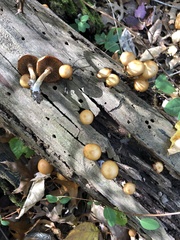 Galerina