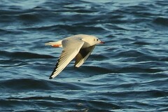 Chroicocephalus ridibundus