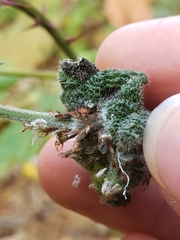 Phylloplecta tripunctata