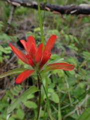 Castilleja