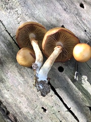 Galerina