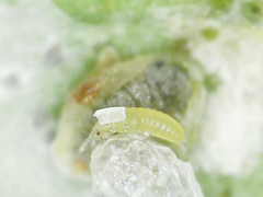 Thysanoptera
