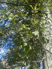 Quercus nigra
