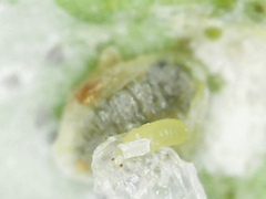 Thysanoptera
