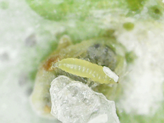 Thysanoptera