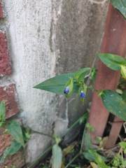 Commelina communis