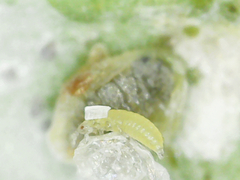 Thysanoptera
