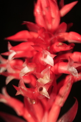 Stenorrhynchos albidomaculatum