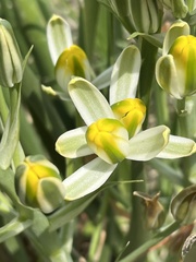 Albuca setosa