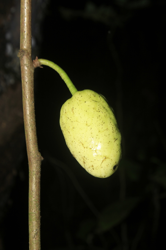 Annona quinduensis