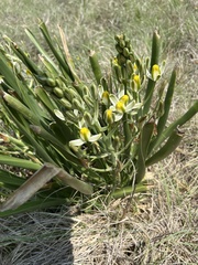 Albuca setosa