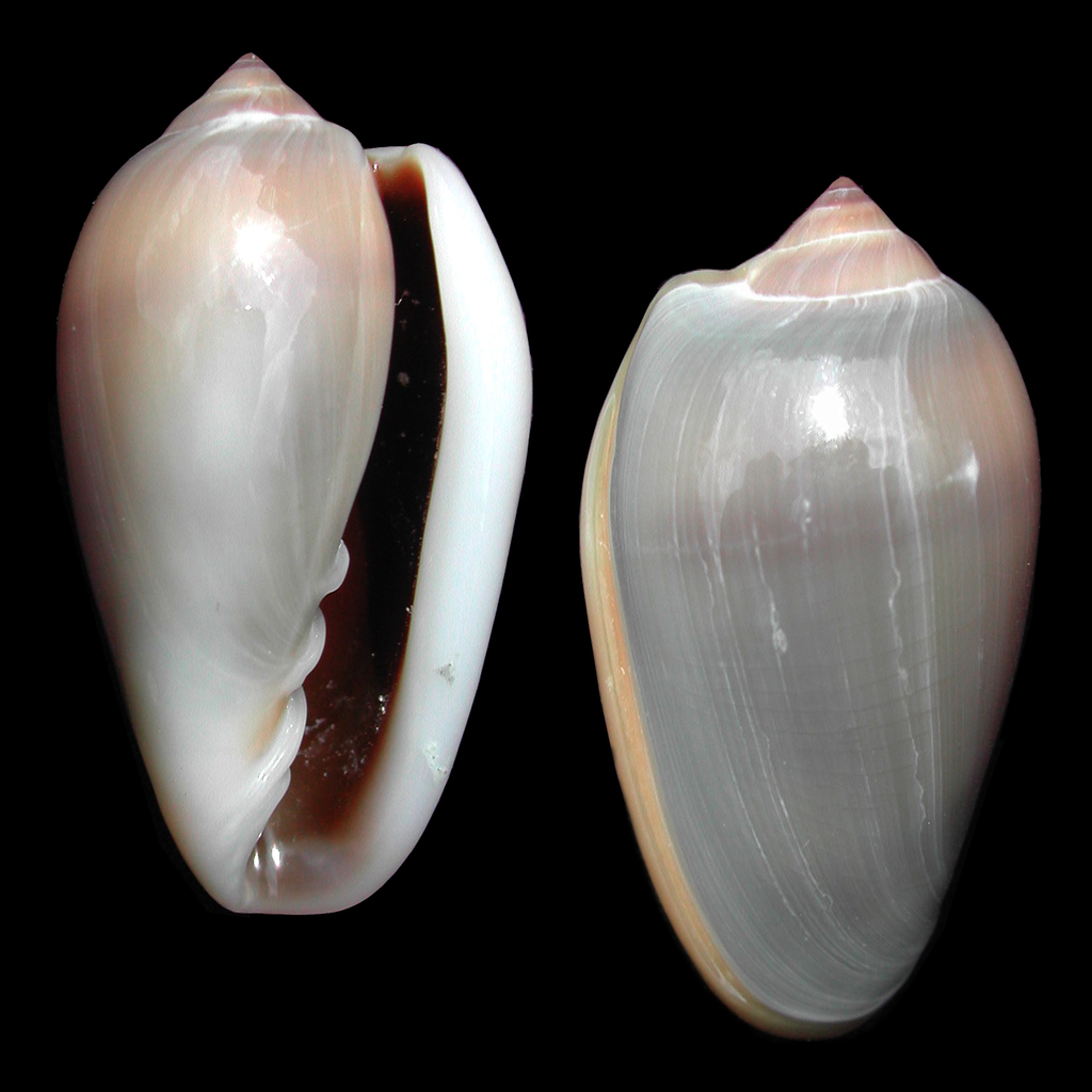Marginellinae