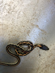 Thamnophis cyrtopsis ocellatus