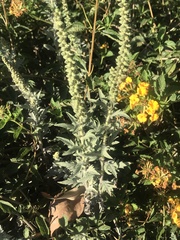 Ambrosia psilostachya