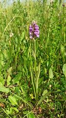 Dactylorhiza majalis baltica