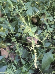 Atriplex prostrata