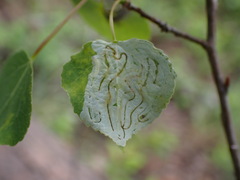 Phyllocnistis populiella