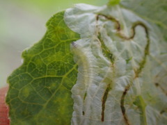 Phyllocnistis populiella