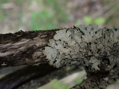 Parmelia sulcata