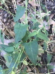 Atriplex prostrata
