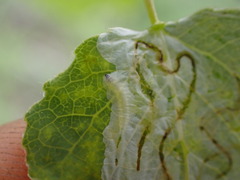 Phyllocnistis populiella