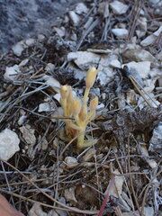 Aphyllon franciscanum