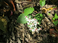 Eurybia divaricata