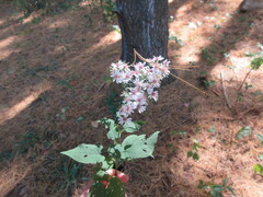 Eurybia divaricata
