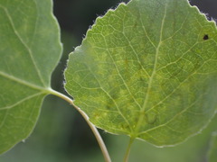 Phyllocnistis populiella