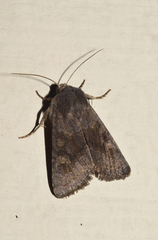Aporophyla lutulenta