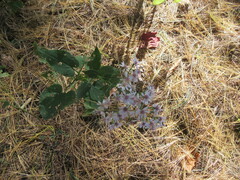 Eurybia divaricata