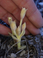 Aphyllon franciscanum