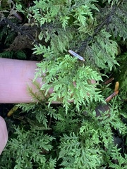 Hylocomium splendens