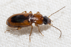 Stenolophus dissimilis