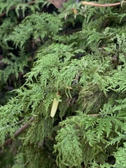 Hylocomium splendens