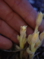 Aphyllon franciscanum