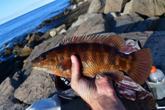 Tautogolabrus adspersus