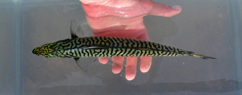 Atlantic mackerel (Scomber scombrus) — Scombridae — 4