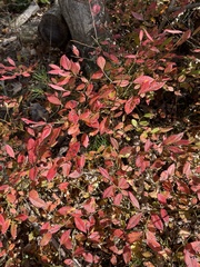 Vaccinium pallidum