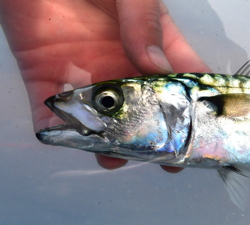 Atlantic mackerel (Scomber scombrus) — Scombridae — 3