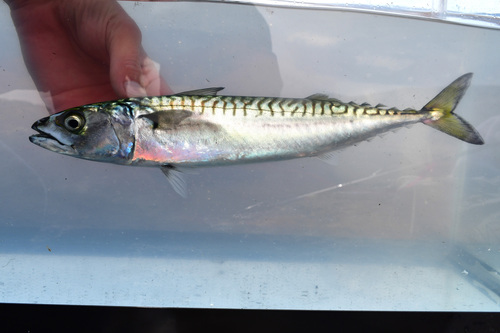 Gewone makreel (Scomber scombrus) — Scombridae